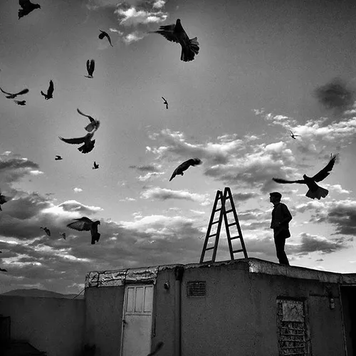 A pigeon fancier looking at his racing birds. Qazvin, Ira