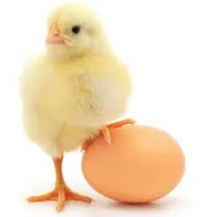 تخم مرغ کاملا پخته به چرخش در می آید ، در حالی که تخم مرغ