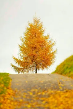 هیچکس را در زندگی مقصر نمی دانم...