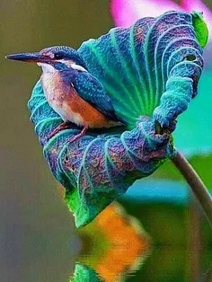 #حیوانات #پرنده_زیبا  ،