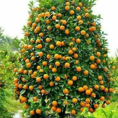 #درخت_نارنج