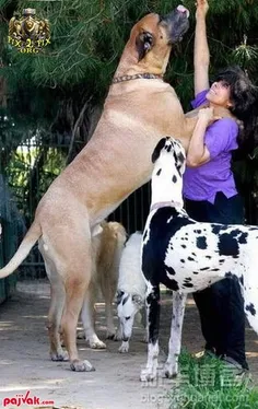 سگهای بزرگ