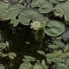 وایب‌خوب‌میخای؟