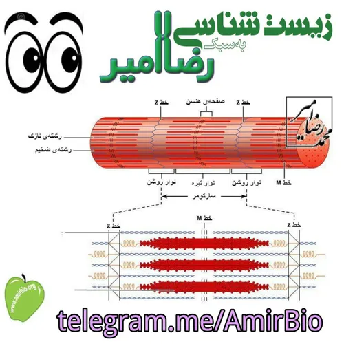 سلام.دوستان لطفااگه کسی ایدی تلگرام کانال زیست شناسی رضاا