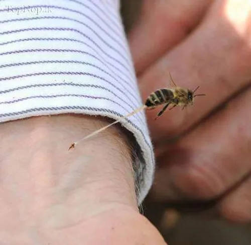عکس فوق العاده از لحظه ی نیش زدن زنبور !!