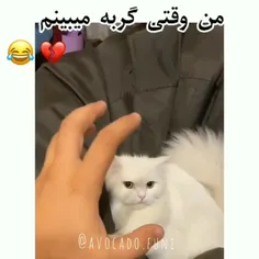 من وقتی گربه میبینم😂💔