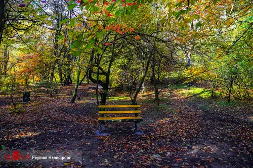 🌳🌲 تصاویر پارک جنگلی گلستان