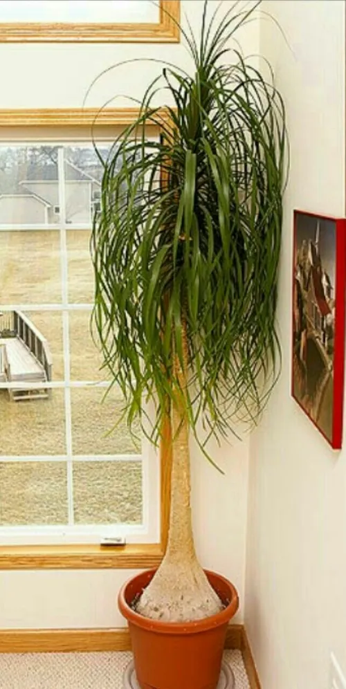 ‍ ۹- لیندا – Ponytail Palm Beaucarnea recurvata