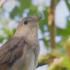 غذای پرندگان بلبل 