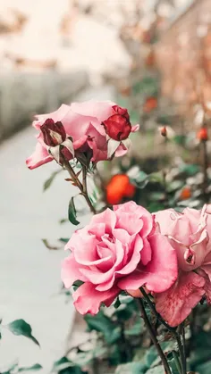 🌹گل