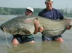 بزرگ ترین گربه ماهی در جهان