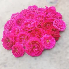 گلای باغچمون 🌼 🌹