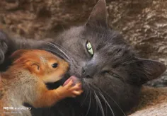 بالاخره دشمنی موش و گربه هم تموم شد و عشقولانه بوسه زدند 