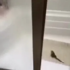 کسی بیداره؟😂 معلومه بیدارین چون رگباری لایک میاد😍🔥😂