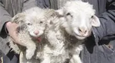 گوسفندی که توله سگ به دنیا آورد....جلل خالق!!!!!!!!