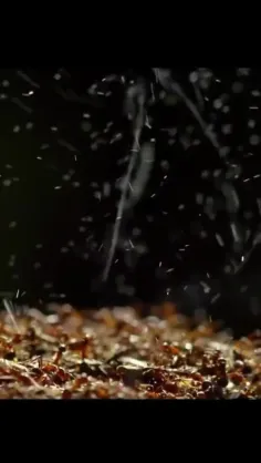 دفاع مورچه‌ها از خود با پرتاب اسید