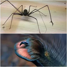 شاید جالب باشد بدانید که عنکبوتها هم پنجه دارند! عنکبوتها