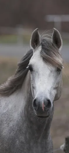 #Horse