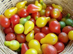 بذر گوجه رنگی