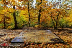 🌳🌲 تصاویر پارک جنگلی گلستان