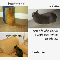 #catlogic#petfarsifacts #منطق#گربه