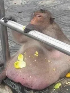 این میمون رو در تایلند منتقل کردن به کمپ لاغری