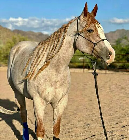 شبیه اسب...👌❤🍀