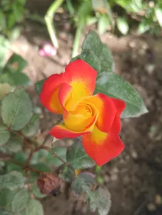گل رز دو رنگ حیاط خودمون