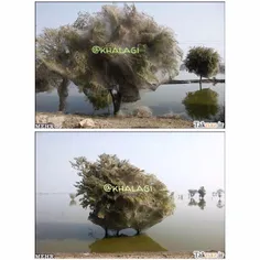 🌳 درسال2010سیل عظیمی مناطقی از پاکستان را درنوردیددرپی ای