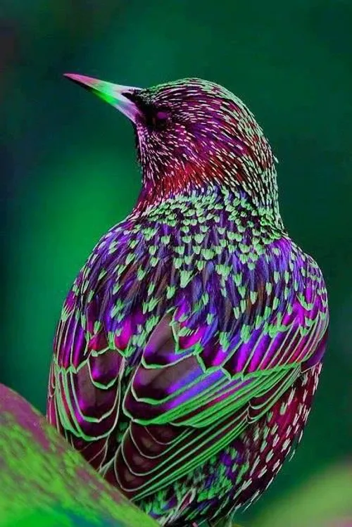 پرنده زیبا
