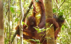 طبق تحقیقات دانشمندان، اورانگوتان‌های وحشی از گیاهان دارو