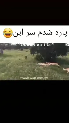 بقران قسم پاره شدم شکم نموند واسم 