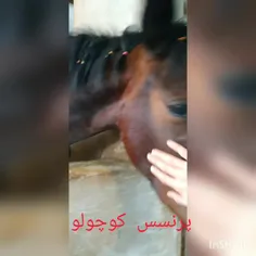 پرنسس کوچولوی من🙃🐴🐎🧿