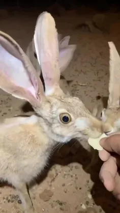 خرگوش صحرایی آنتولوپ (Antelope jackrabbit) که با نام خرگو