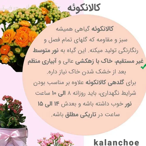 کالانکوئه Florist’s Kalanchoe