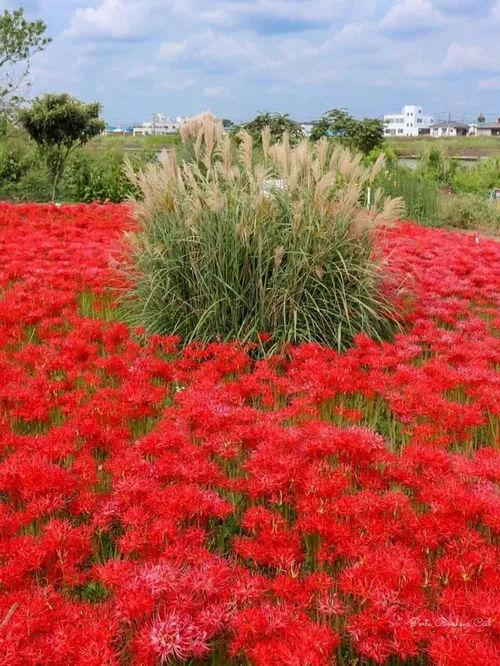 دلم چو رنگ زليخا شکسته در خلوت