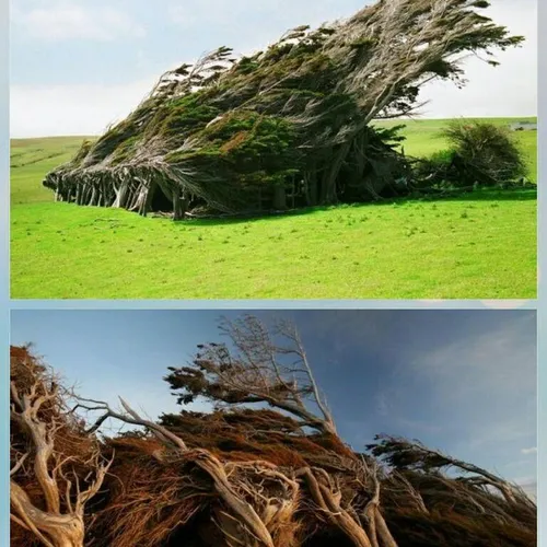 درختان بر باد رفته نامیست که به درختان کشور نیوزیلند داده
