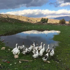 Natural beauty of Dare-Shahr, #Ilam, #Iran. Photo by Abba