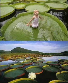 برگ های ویکتوریا