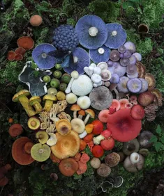 تنوع رنگ و اندازه در قارچ ها دیدنیه