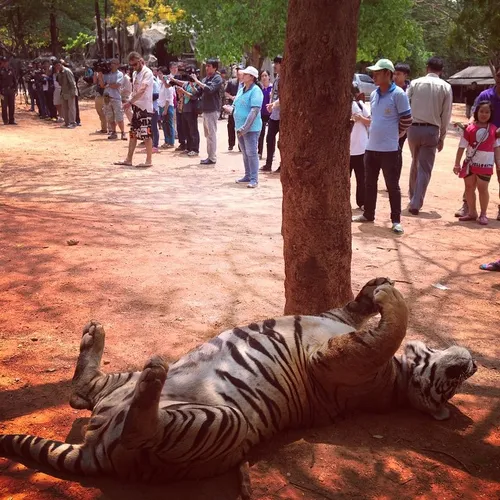 A tiger chained to a tree playfully rolls on to its back 