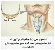 جالبه بدانید#استخوان_لامی(hyoid)واقع در گلوی شما تنها است