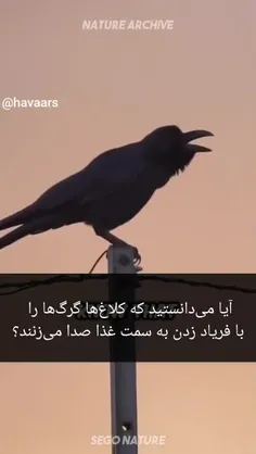 در مورد رابطه همزیستی گرگها و کلاغ‌ها چیزی می‌دانید؟