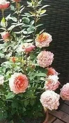 گلهای خوشگل گلخونه ی