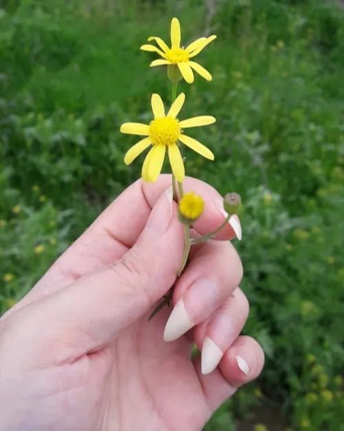 نقش آغوشت کشیدم، اتفاق افتاد عشق