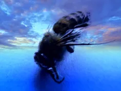 ماکرو ی زنبور عسل مرده  فتو شاپ شده