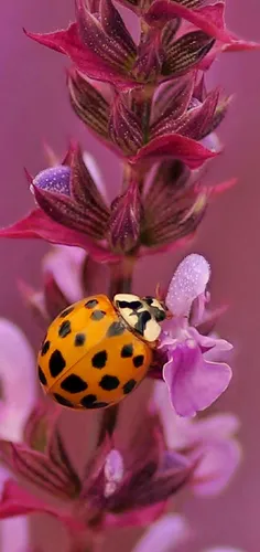 #Ladybug
