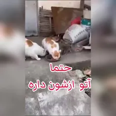 حتما  ازشون  آتو  داره😆😂🤣