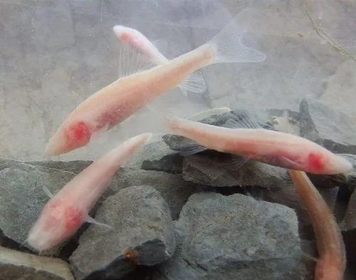 غار ماهی کور در لرستان شگفت انگیزترین گونه ماهی را در دل 