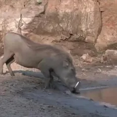 جاخالی دادن حیوانات 